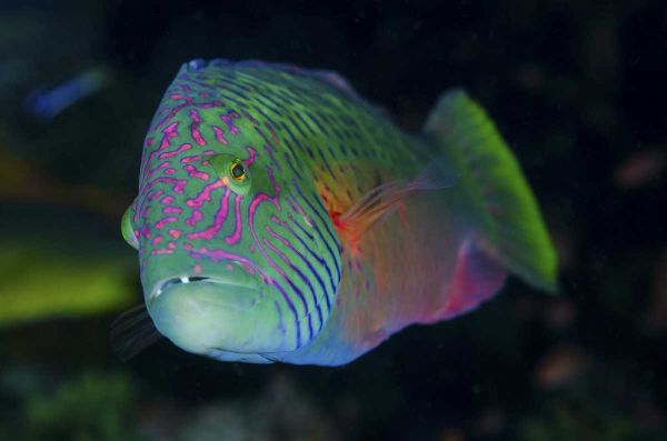 Indonesia, Komodo NP Colorful wrasse fish